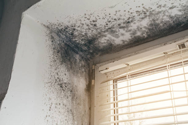 Affordable Bathroom Mold Removal solutions in Bridgeport, TX